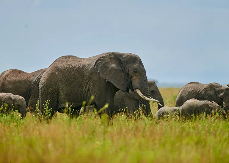 Tanzania safaris