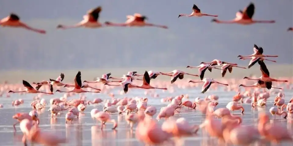 lake manyara tree climbing lions luxury
