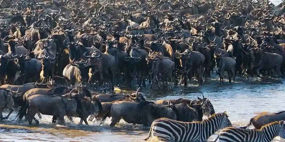 10 days wildebeest migration safari