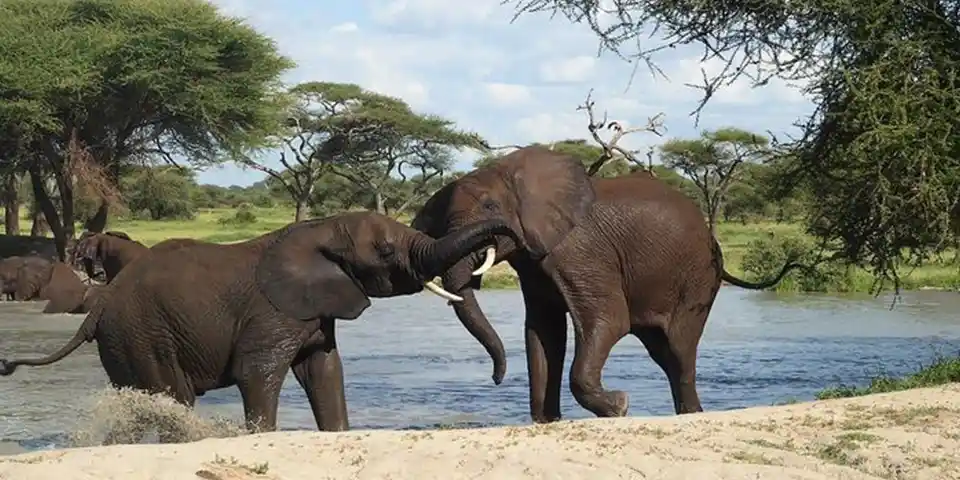 tarangire national park elephants
