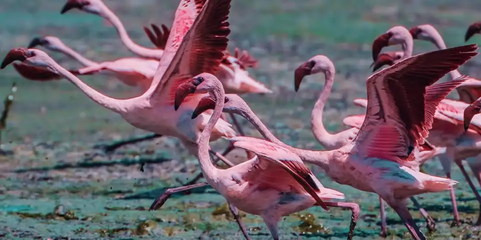 lake manyara tree climbing lions