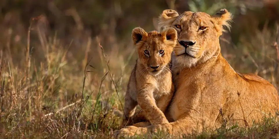14 days exclusive honeymoon safari serengeti wildlife