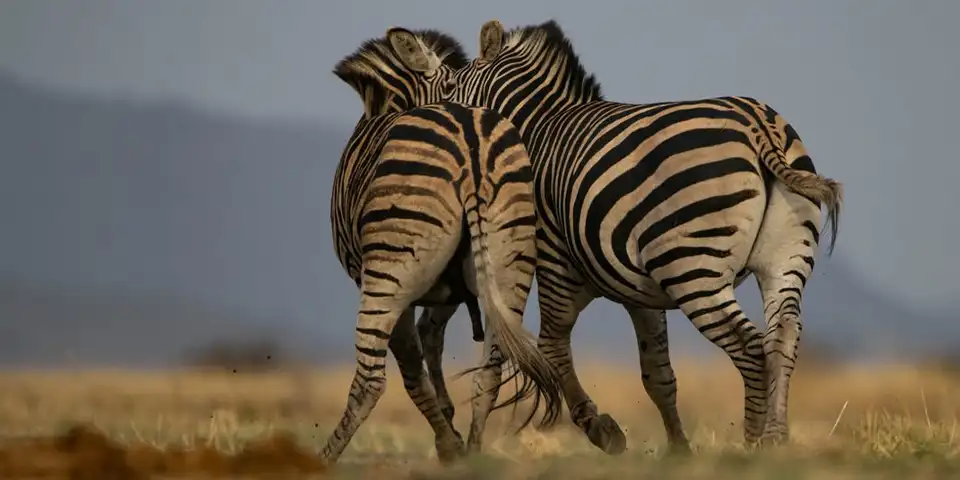 14 days exclusive honeymoon safari ngorongoro crater