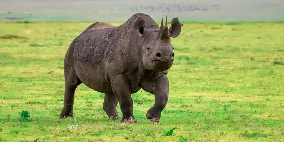 14 days great migration safari