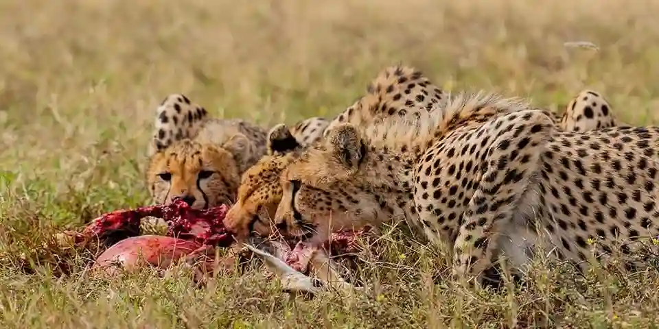 14 Days Northern Circuit Luxury Safari Tanzania and Zanzibar