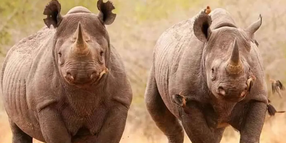 ngorongoro crater safari experience