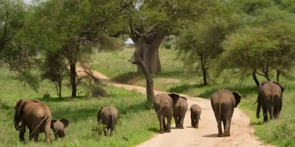 tarangire national park elephants luxury