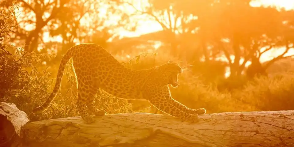 tanzania wildlife big five safari