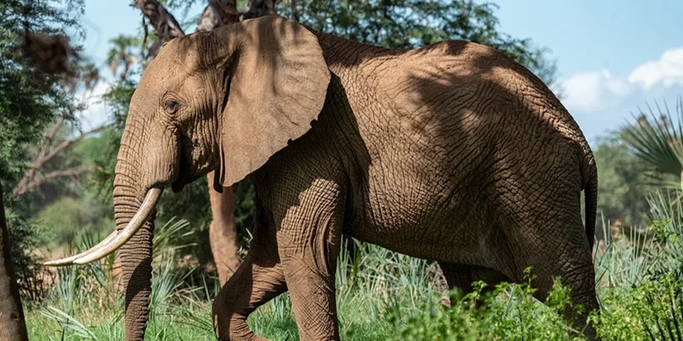 2 Days Luxury Safari from Arusha