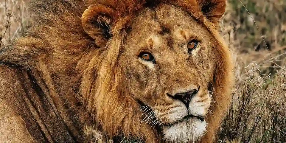 2 Days Luxury Safari Tanzania