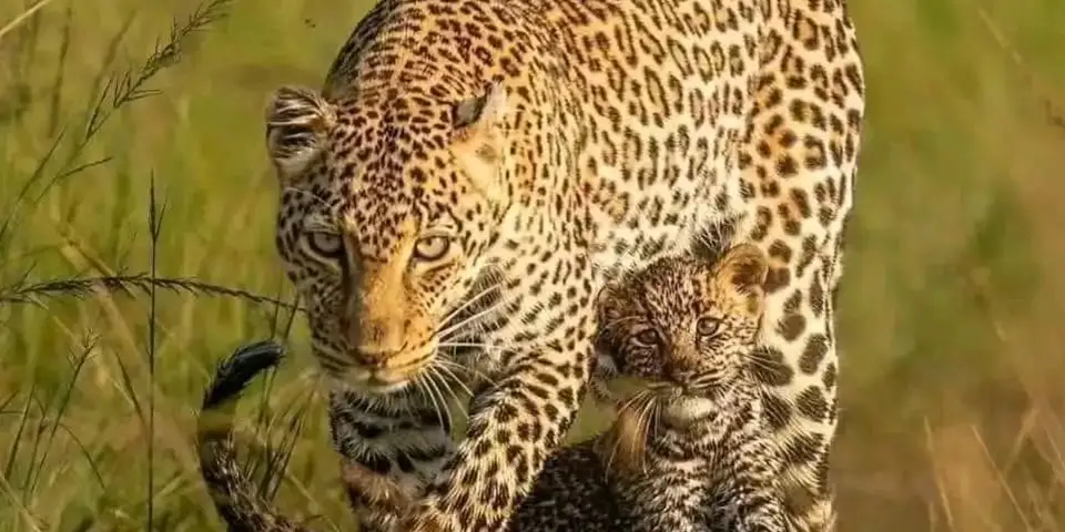 2 days tanzania tour luxury