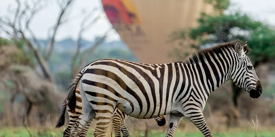3 day serengeti hot air balloon safari aerial view