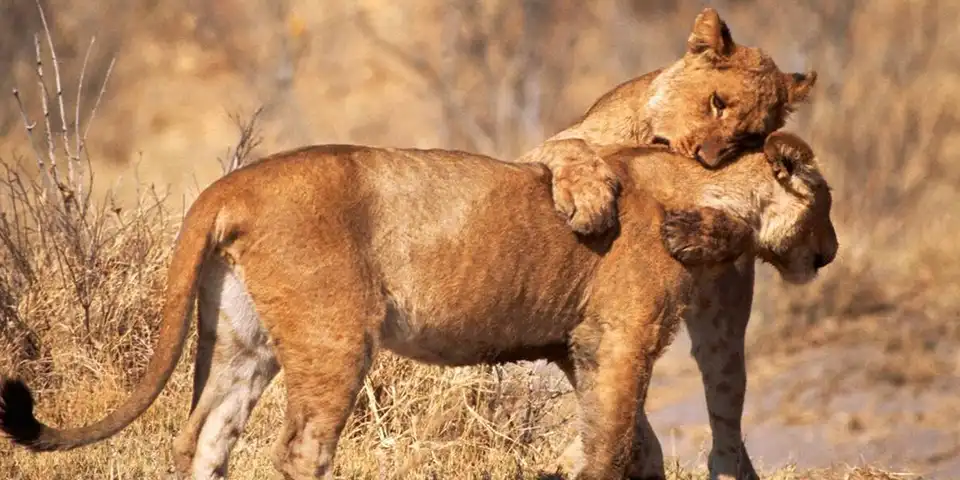 3 day serengeti hot air balloon safari accommodation