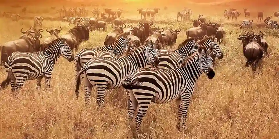 serengeti balloon safari experience