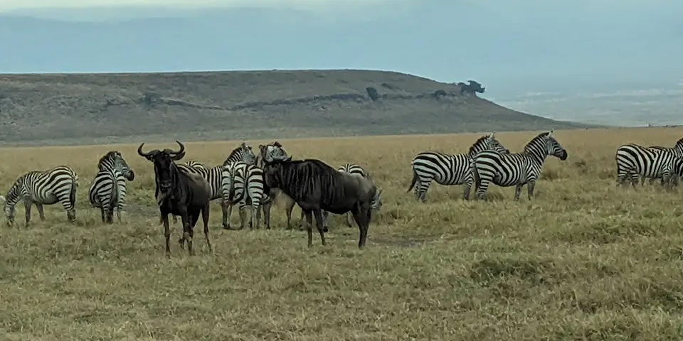 3 days budget private safari serengeti national park