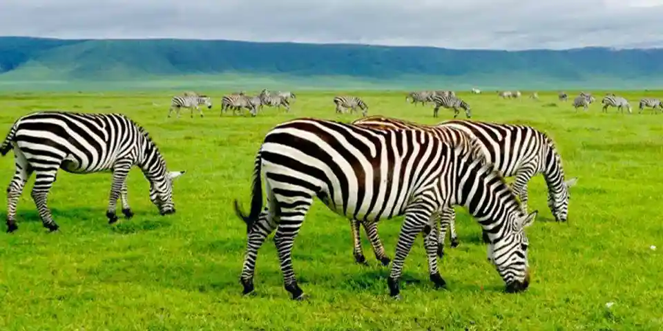 3 days budget private safari ngorongoro crater