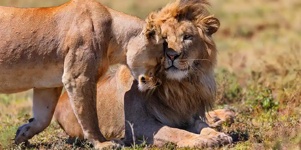 budget safari tanzania serengeti