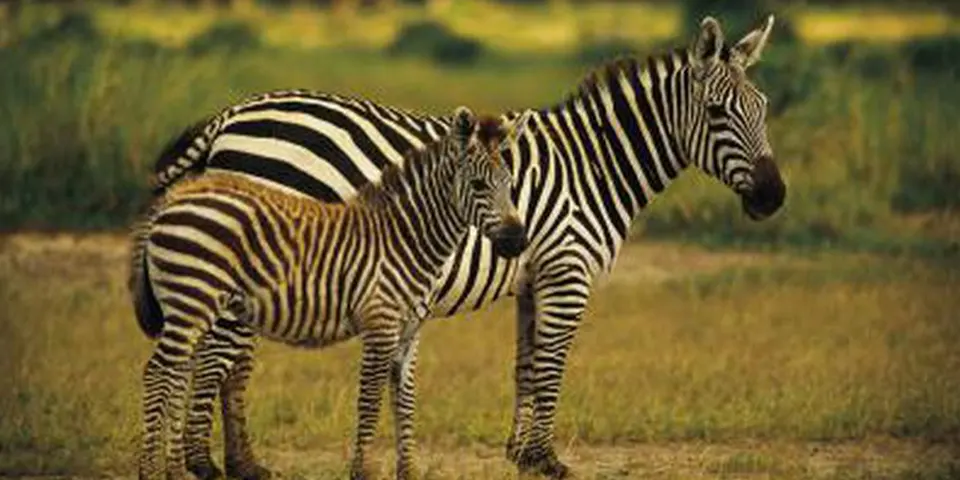 3 Days Budget Private Safari Tanzania