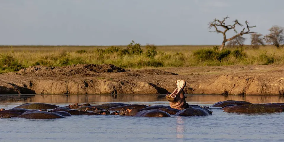3 days family friendly safari lake manyara national park