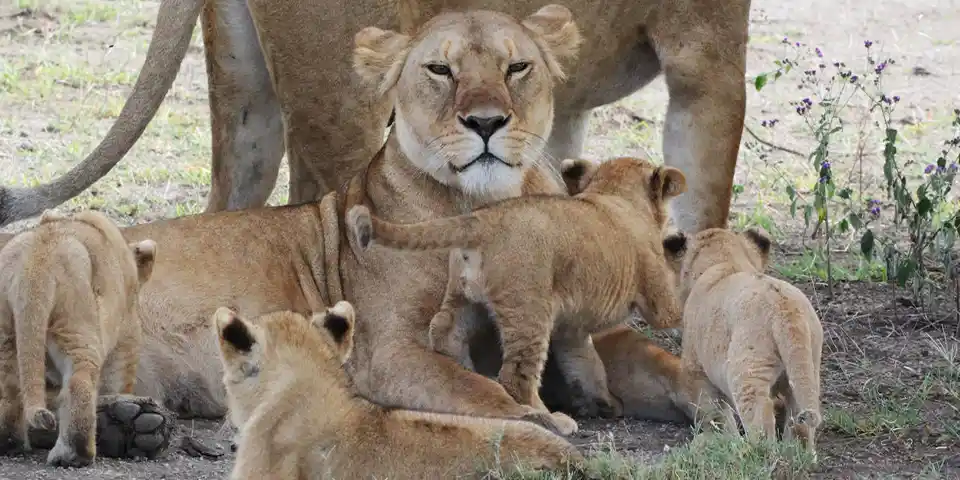 3 days family friendly safari tarangire national park