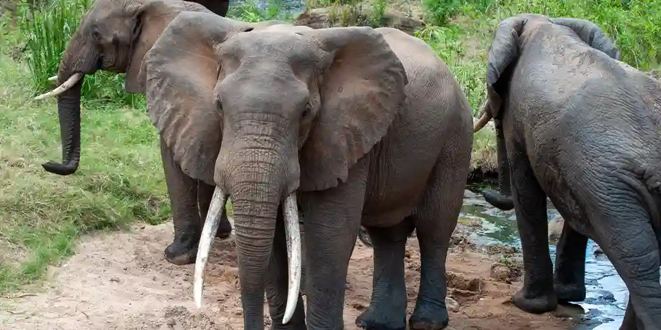 3 days family friendly safari ngorongoro crater