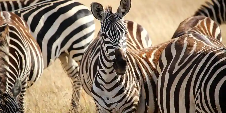 family safari tanzania with kids