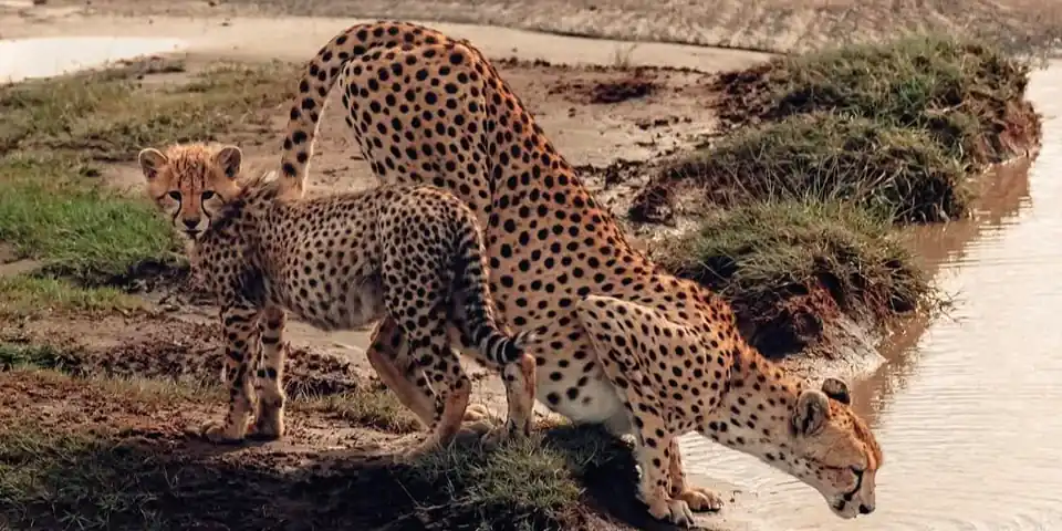 3 days honeymoon balloon safari serengeti luxury camp