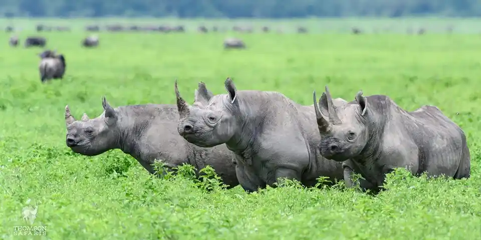 3 days joining group safari tarangire national park