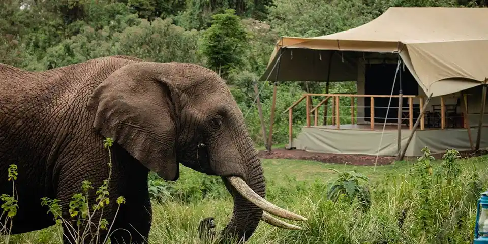 3 days joining group safari ngorongoro crater