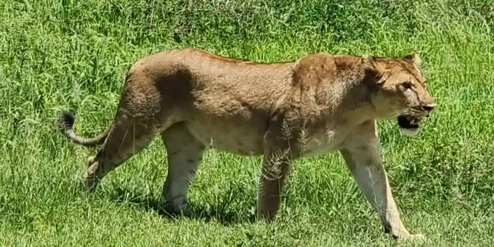 affordable 3 days joining group safari