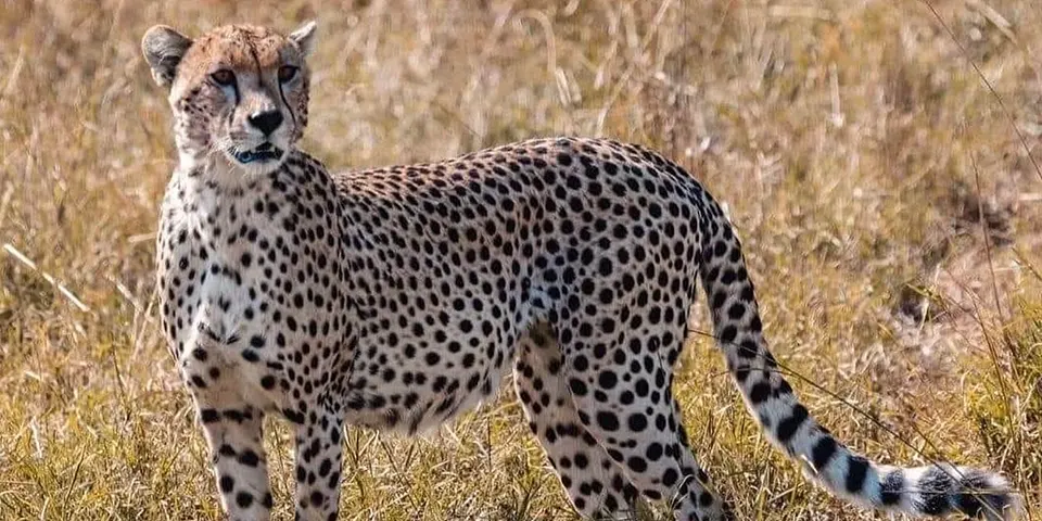 3 Days Luxury Safari from Arusha