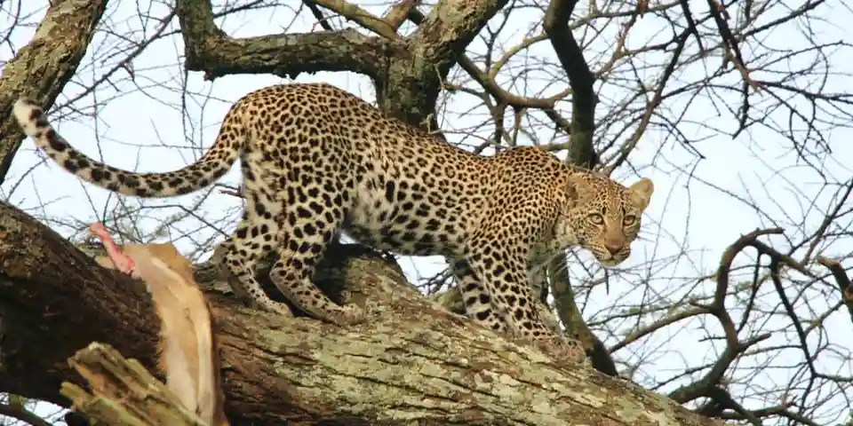 3 Days Luxury Safari Tanzania