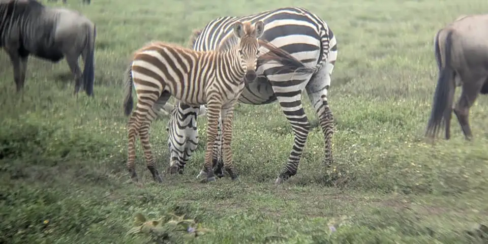 luxury safari accommodation tanzania