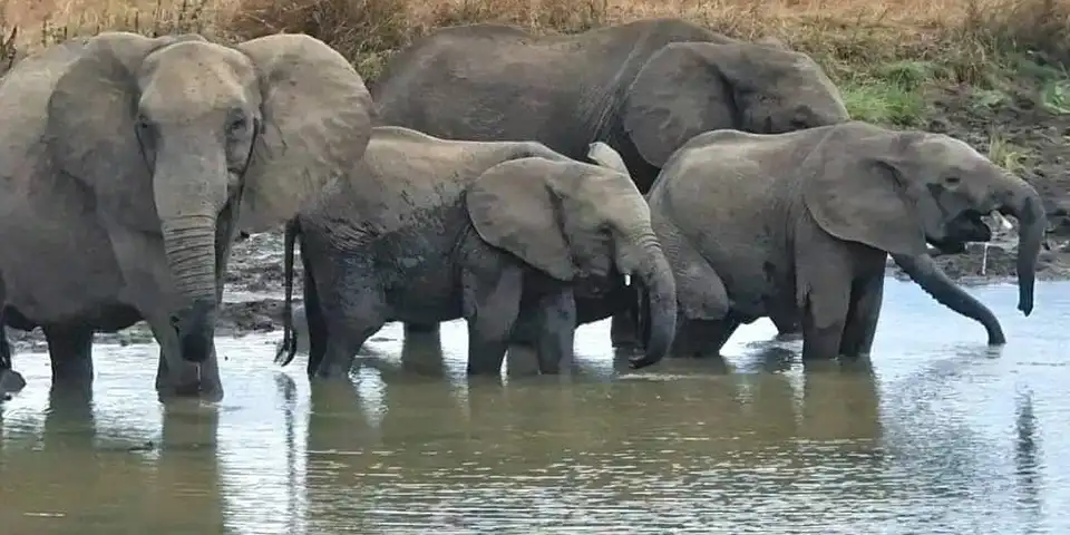 serengeti plains luxury safari