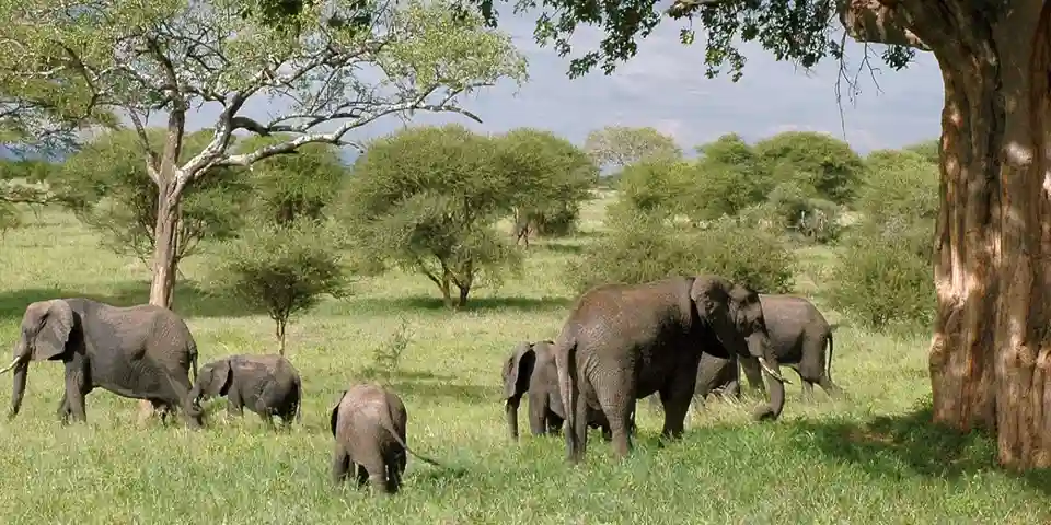 4 days affordable budget private safari tarangire national park