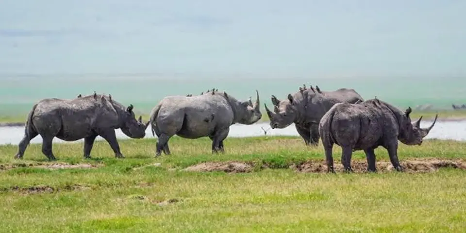 affordable budget safari tanzania ngorongoro crater