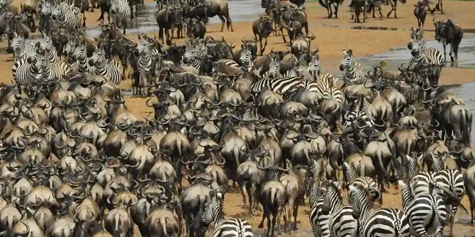 4 days family friendly safari serengeti national park