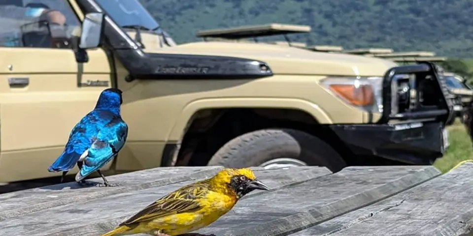 4 days family friendly safari ngorongoro crater