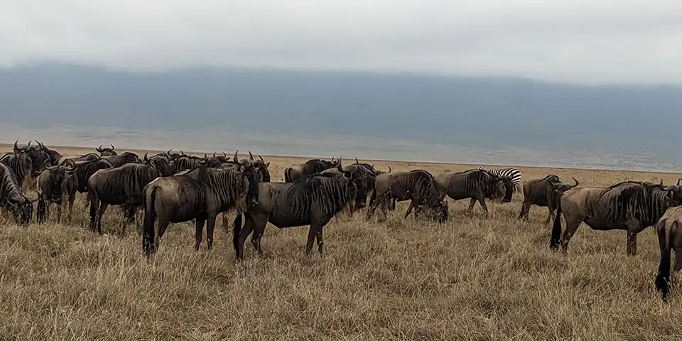 family safari tanzania with kids serengeti