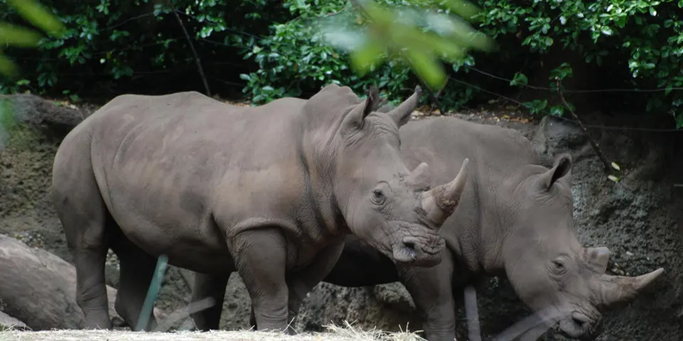 4 Days Family Friendly Safari