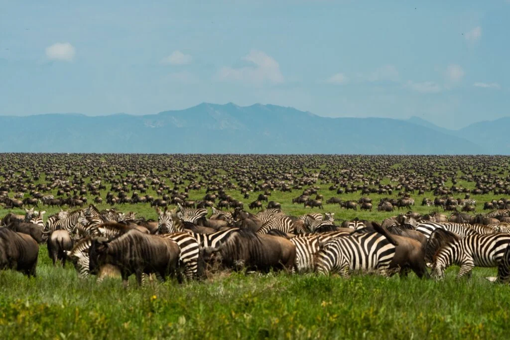 4 Days great migration mid-range safari 2026-2027