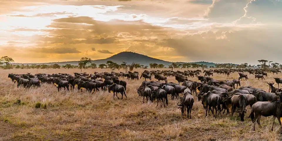 group safari tanzania budget tour