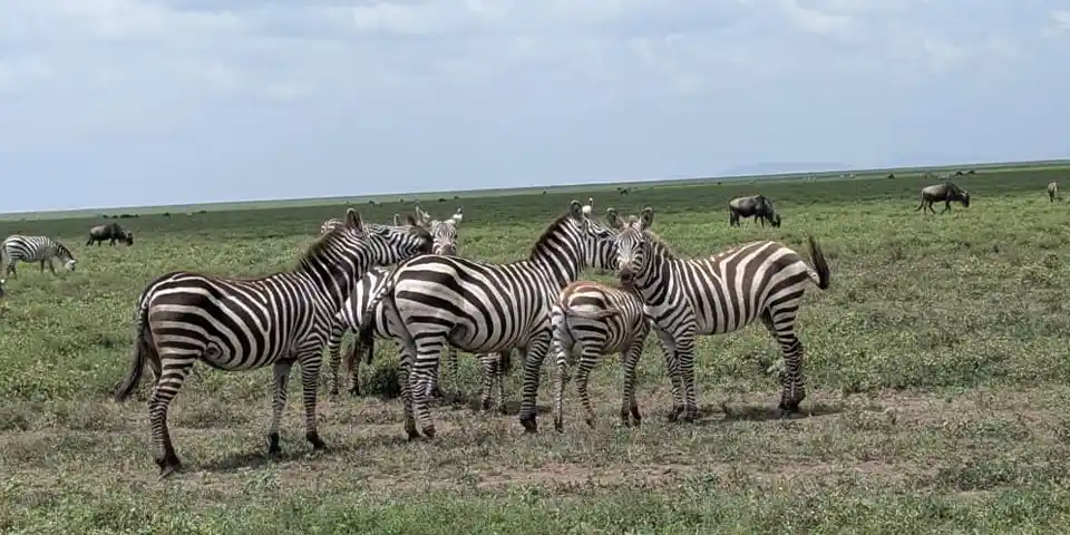 affordable 4 days group safari tanzania