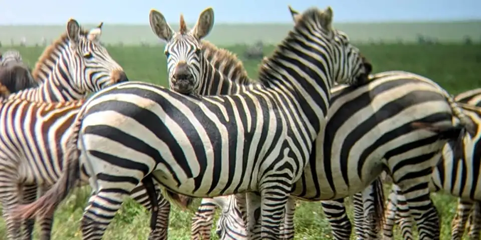 honeymoon safari serengeti romantic experience