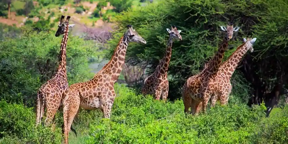 4 days group safari tanzania tarangire national park