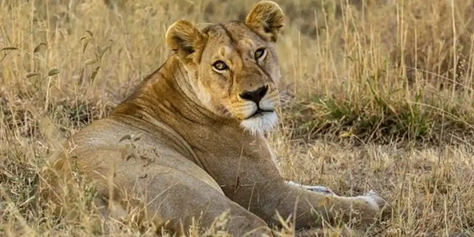 4 Days Luxury Safari from Arusha