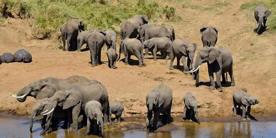 tarangire national park luxury safari