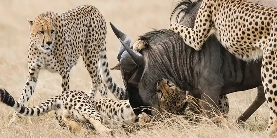 4 days luxury safari tanzania