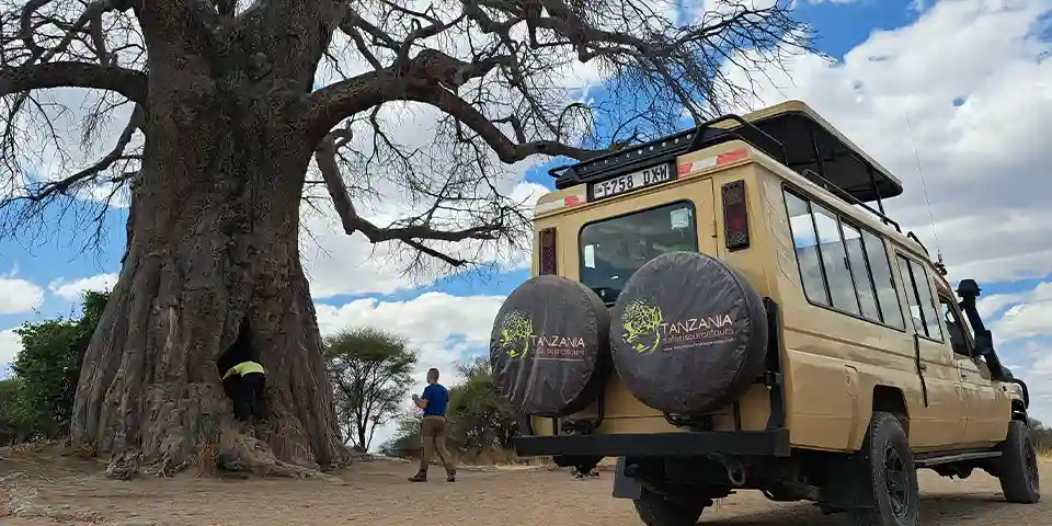 tarangire elephants luxury safari