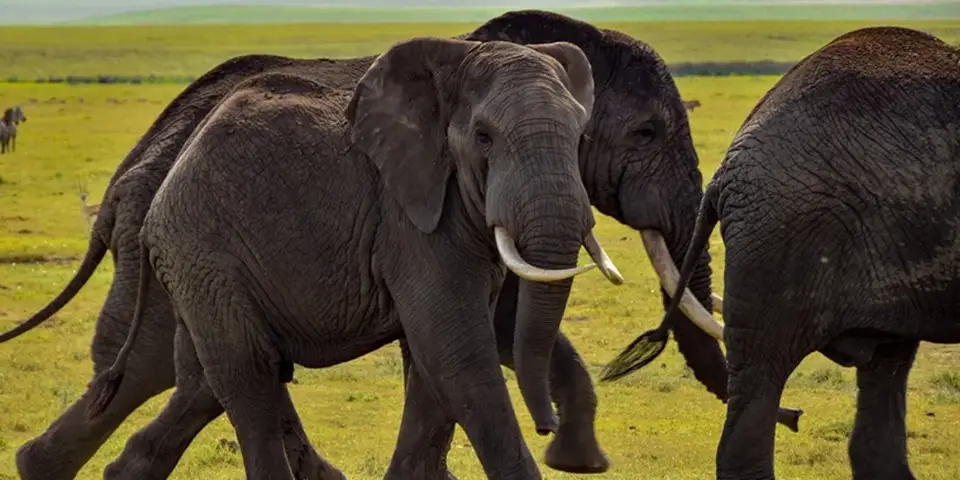ngorongoro crater safari